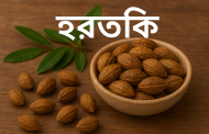 হরতকি ফলের উপকারিতা ও খাওয়ার সঠিক নিয়ম