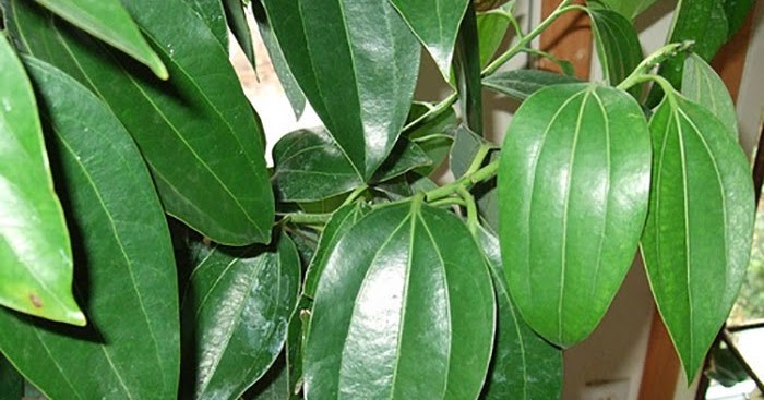 তেজপাতার উপকারিতা (আয়ুর্বেদিক) জেনে নিন বিস্তারিত