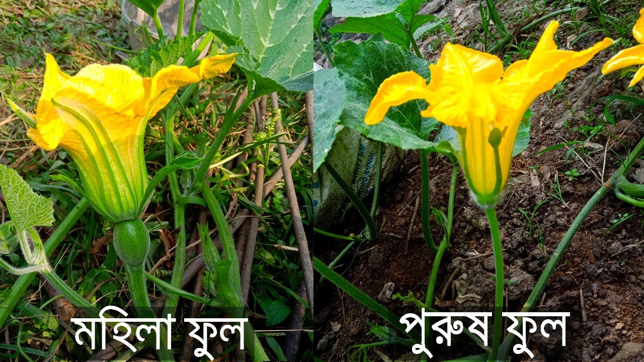 কুমড়া ফুলের উপকারিতা বিস্তারিত জেনে নিন এখনই